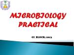 MICROBIOLOGY PRACTICAL - slide 1