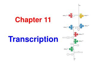 Chapter 11 Transcription