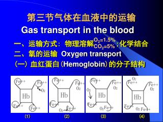 一、运输方式 : 物理溶解 ; 化学结合 二、氧的运输 Oxygen transport ( 一 ) 血红蛋白 ( Hemoglobin ) 的分子结构