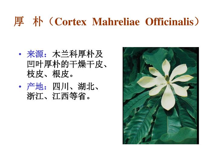 cortex mahreliae officinalis