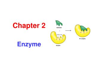 Chapter 2 Enzyme