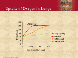 Uptake of Oxygen in Lungs