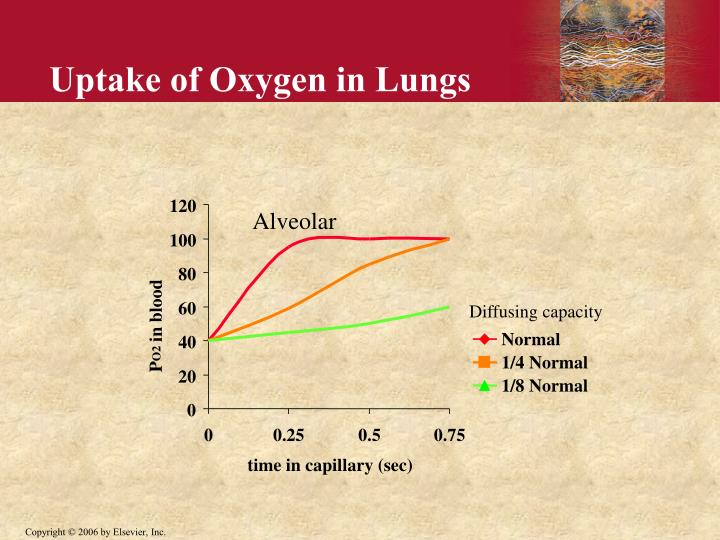 uptake of oxygen in lungs