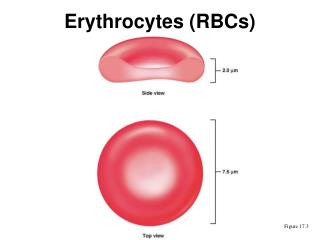 Erythrocytes (RBCs)