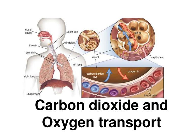 carbon dioxide and oxygen transport