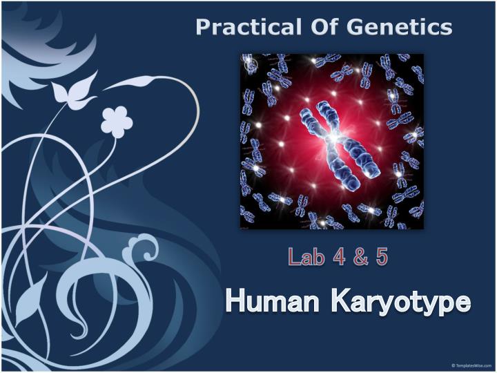 practical of genetics