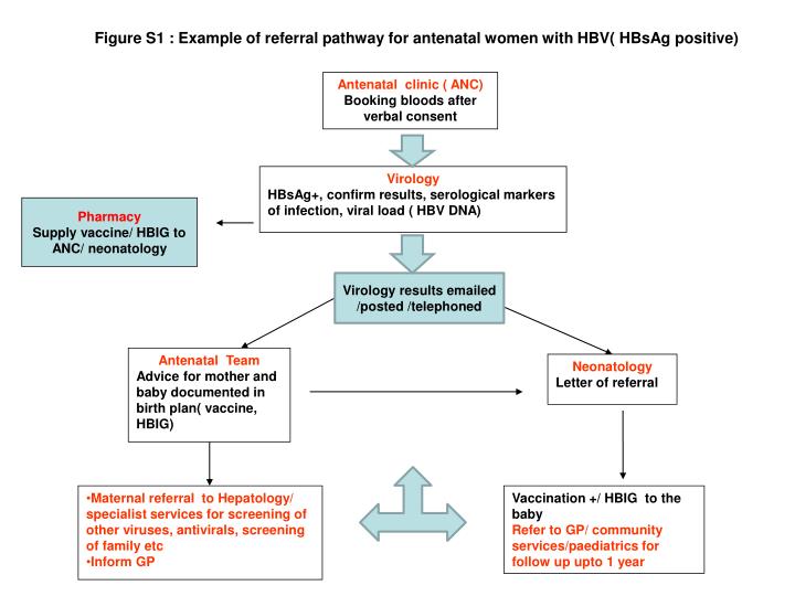 figure s1 example of referral pathway for antenatal women with hbv hbsag positive
