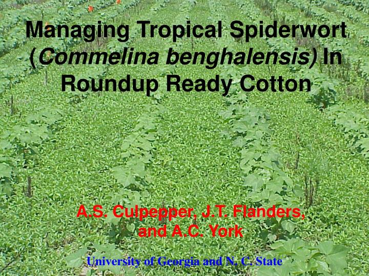 managing tropical spiderwort commelina benghalensis in roundup ready cotton