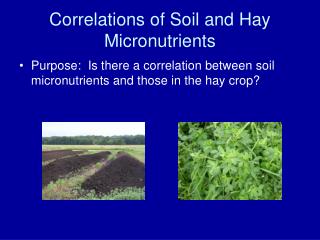 Correlations of Soil and Hay Micronutrients