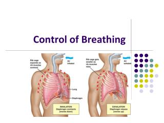 Control of Breathing