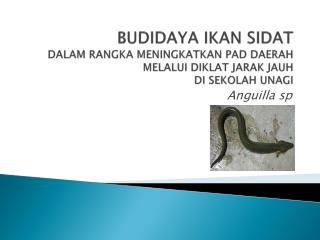 budidaya ikan sidat dalam rangka meningkatkan pad daerah melalui diklat jarak jauh di sekolah unagi