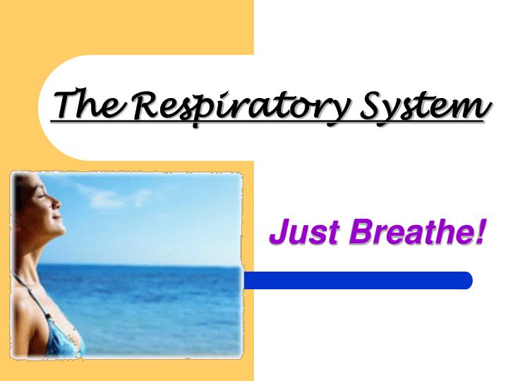 the respiratory system