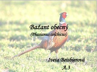 ba ant obecn phasianus colchicus