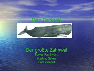 der gr te zahnwal power point von sophie selma und vincent