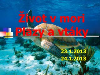 ivot v mori plazy a vt ky