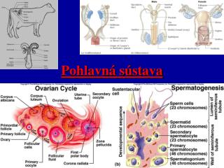 pohlavn s stava