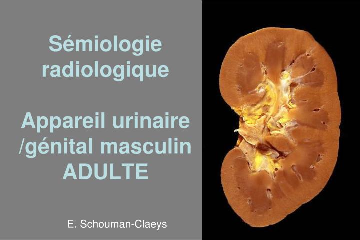s miologie radiologique appareil urinaire g nital masculin adulte