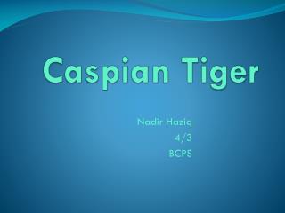 Caspian Tiger