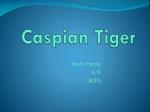 Caspian Tiger - slide 1
