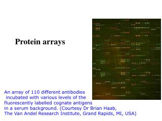 Protein arrays