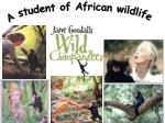 A student of African wildlife - slide 1