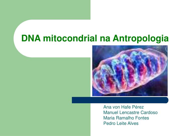 dna mitocondrial na antropologia