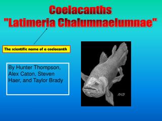 Coelacanths &quot;Latimeria Chalumnaelumnae&quot;