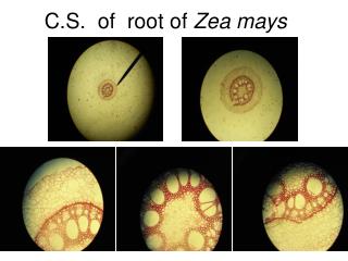 C.S. of root of Zea mays