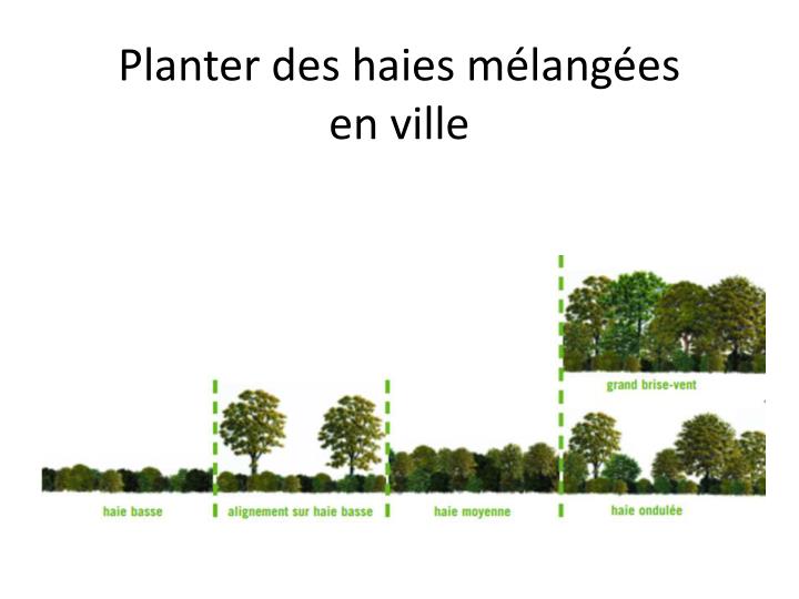 planter des haies m lang es en ville