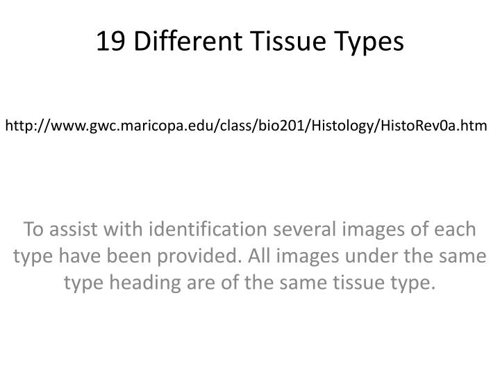 19 different tissue types