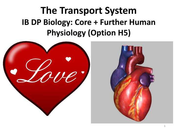 the transport system ib dp biology core further human physiology option h5