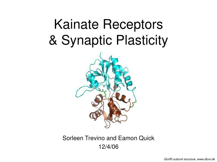 kainate receptors synaptic plasticity