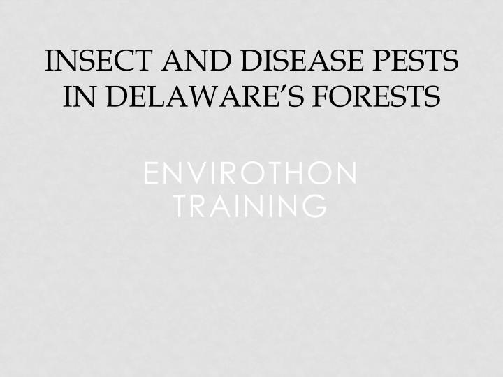 insect and disease pests in delaware s forests
