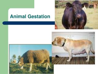 Animal Gestation