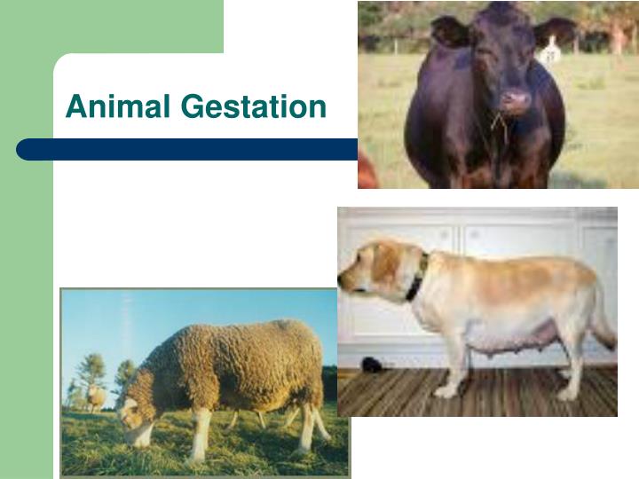 animal gestation