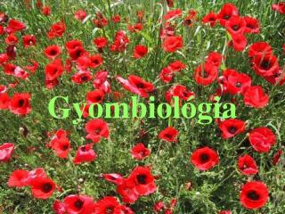 gyombiol gia