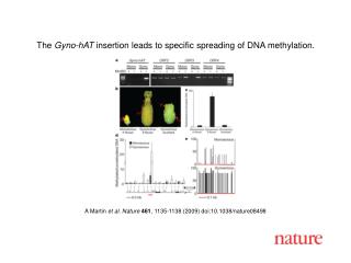 The Gyno-hAT insertion leads to specific spreading of DNA methylation.