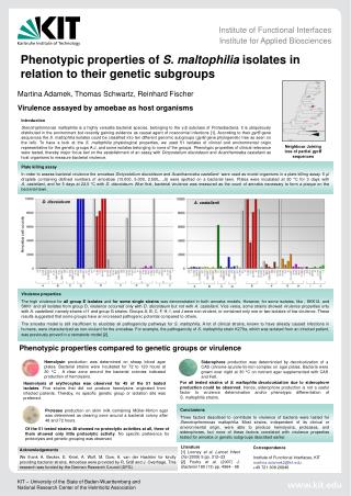 Phenotypic properties of S. maltophilia isolates in relation to their genetic subgroups