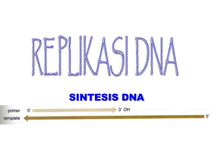 sintesis dna