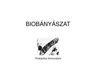 biob ny szat