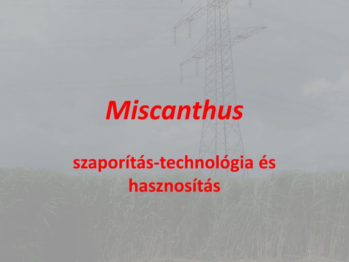 miscanthus