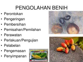 pengolahan benih