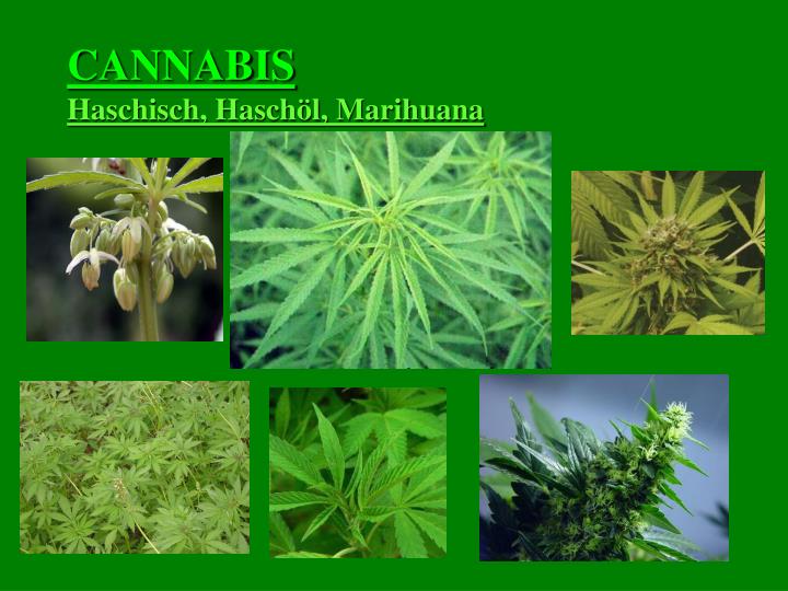 cannabis haschisch hasch l marihuana