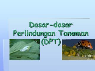 dasar dasar perlindungan tanaman dpt