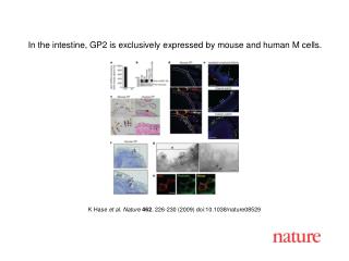 K Hase et al. Nature 462 , 226 - 230 (2009) doi:10.1038/nature08 529