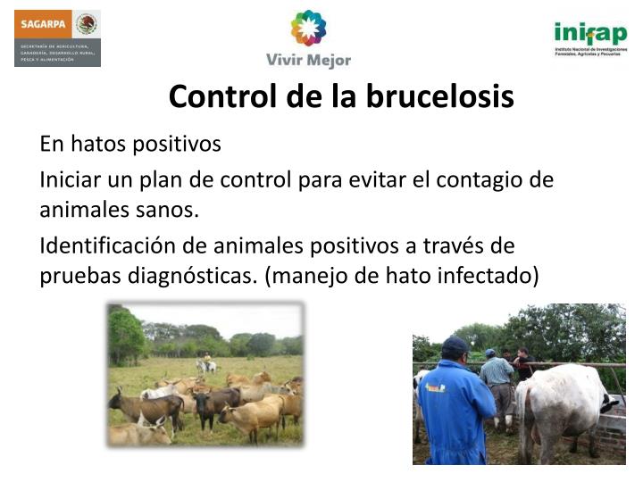 control de la brucelosis