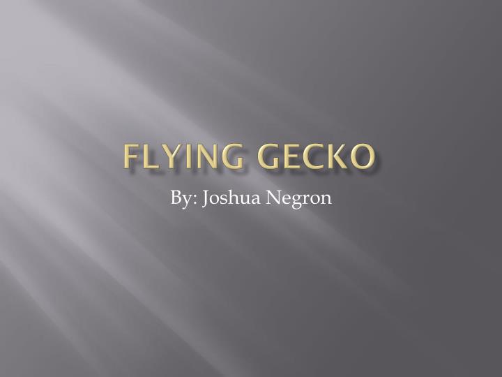 flying gecko