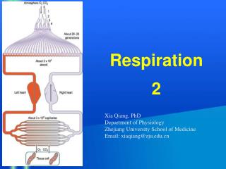 Respiration 2