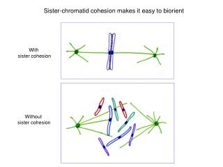 Sister-chromatid cohesion makes it easy to biorient