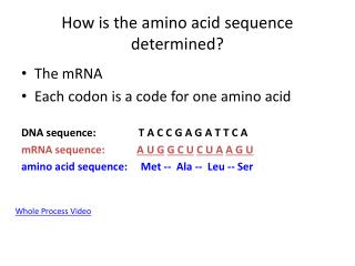 How is the amino acid sequence determined?